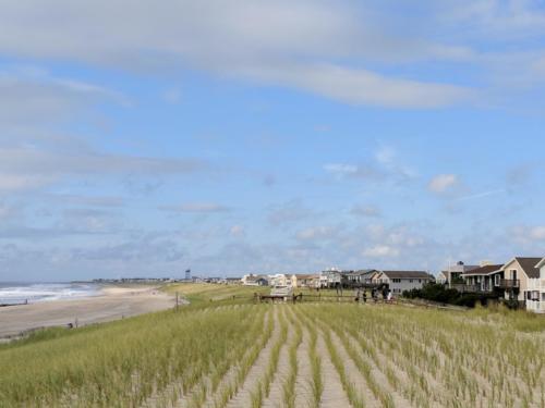 Dune Grass